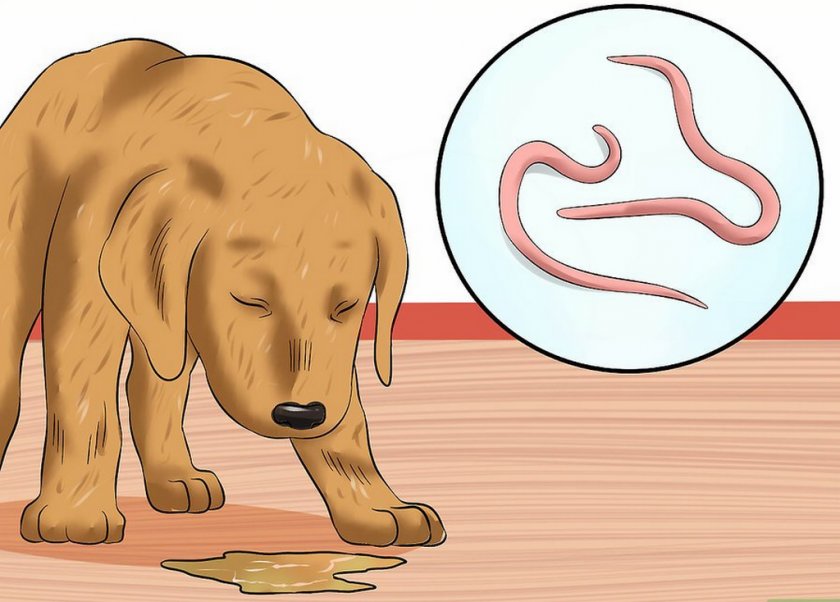 Глисты у собак: виды глистов, симптомы и лечение