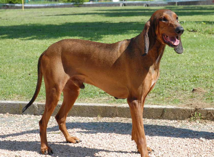 Сегуджио — итальянская гончая собака