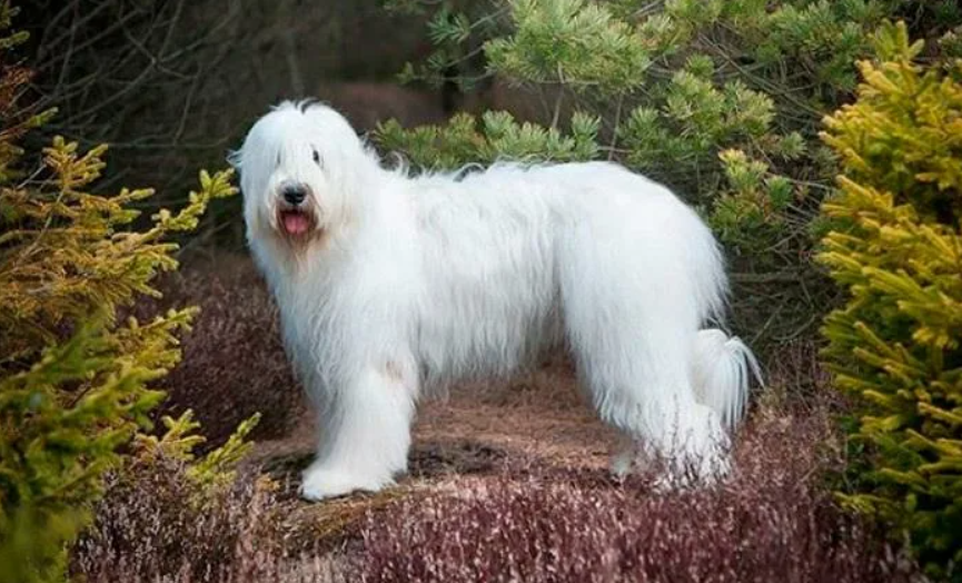 Собака с большой шерстью белая