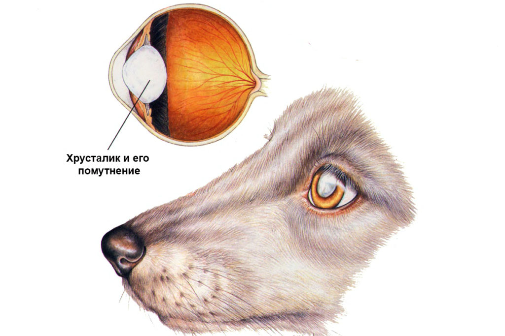 Как у собак возникает катаракта?