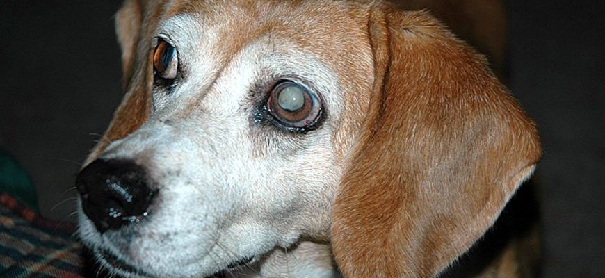 Катаракта у собак — причины, симптомы и лечение