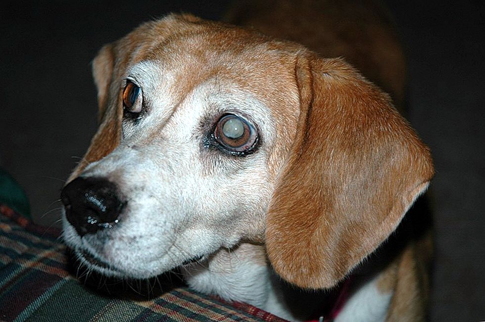 Катаракта у собак — причины, симптомы и лечение