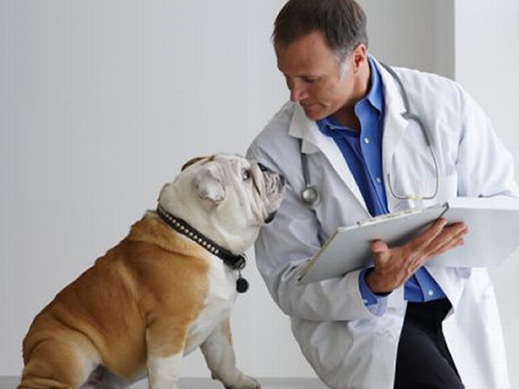 Лечение и прогноз диабета у собак