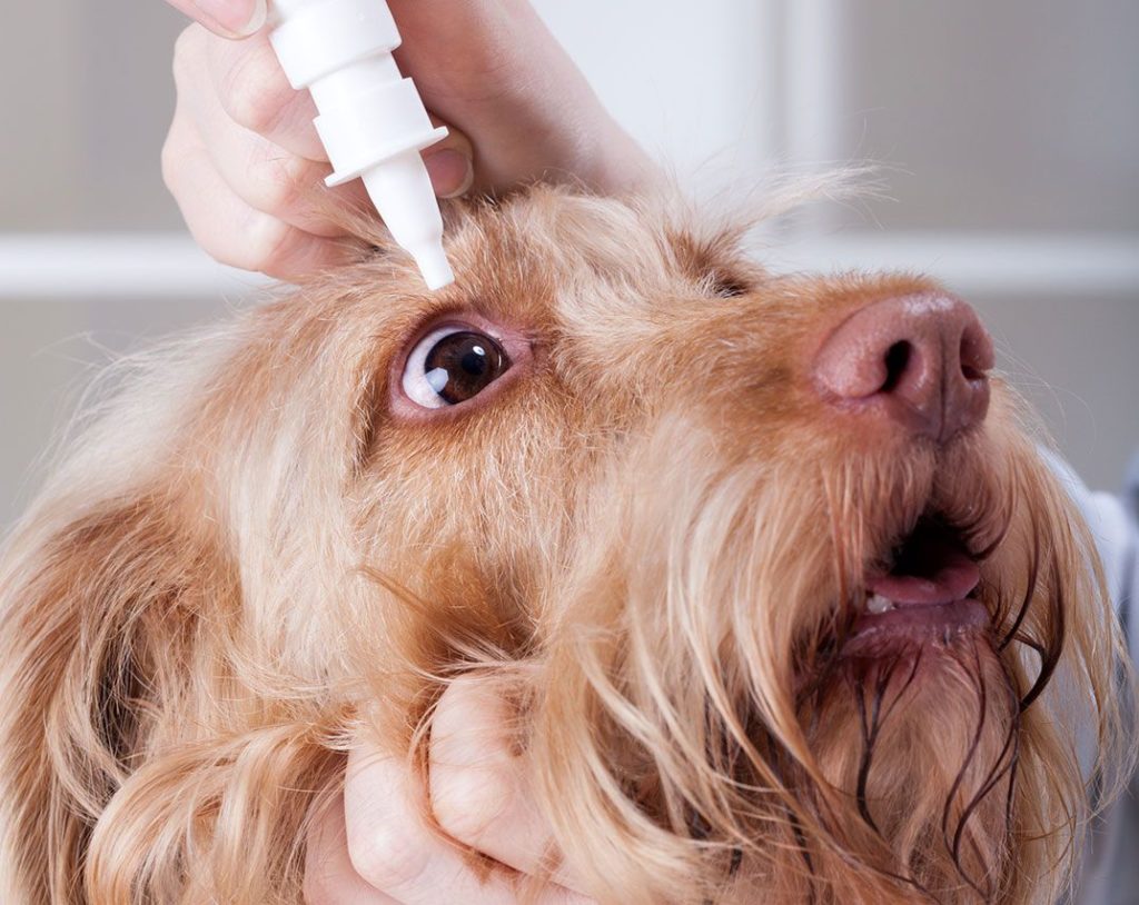 Можно ли лечить катаракту у собак?