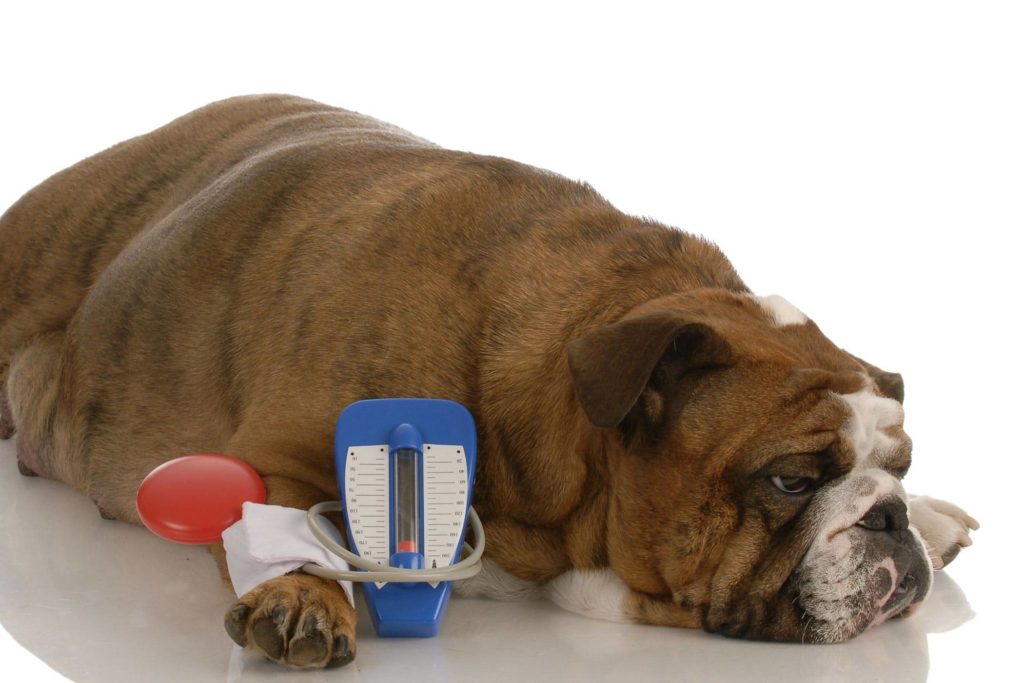 Сахарный диабет у собак: симптомы и лечение
