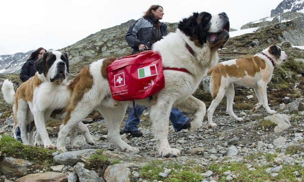 Сенбернар - собака-спасатель
