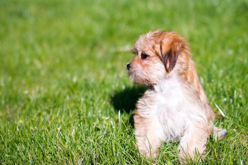 Собака Шорки сидит на траве