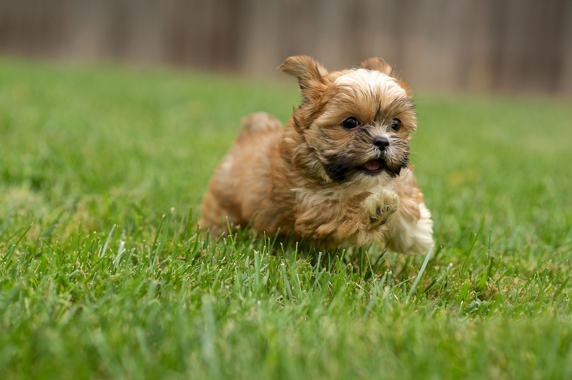 Shorkie Tzu