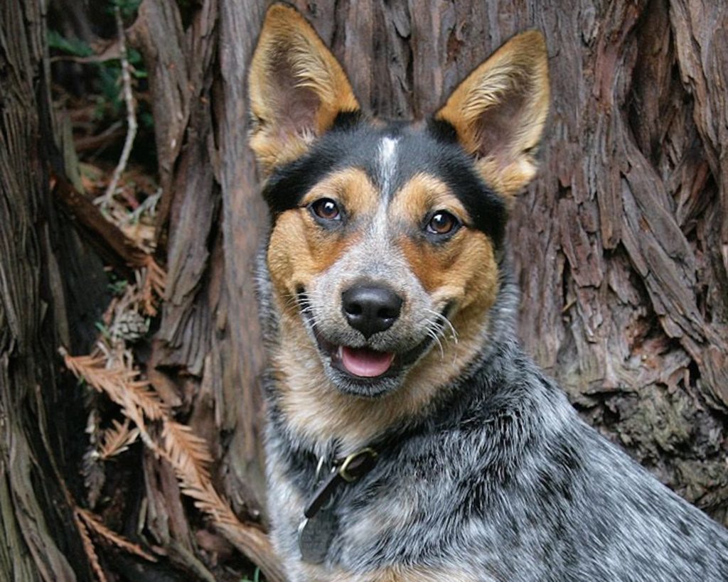 Техасский хилер - фото собаки