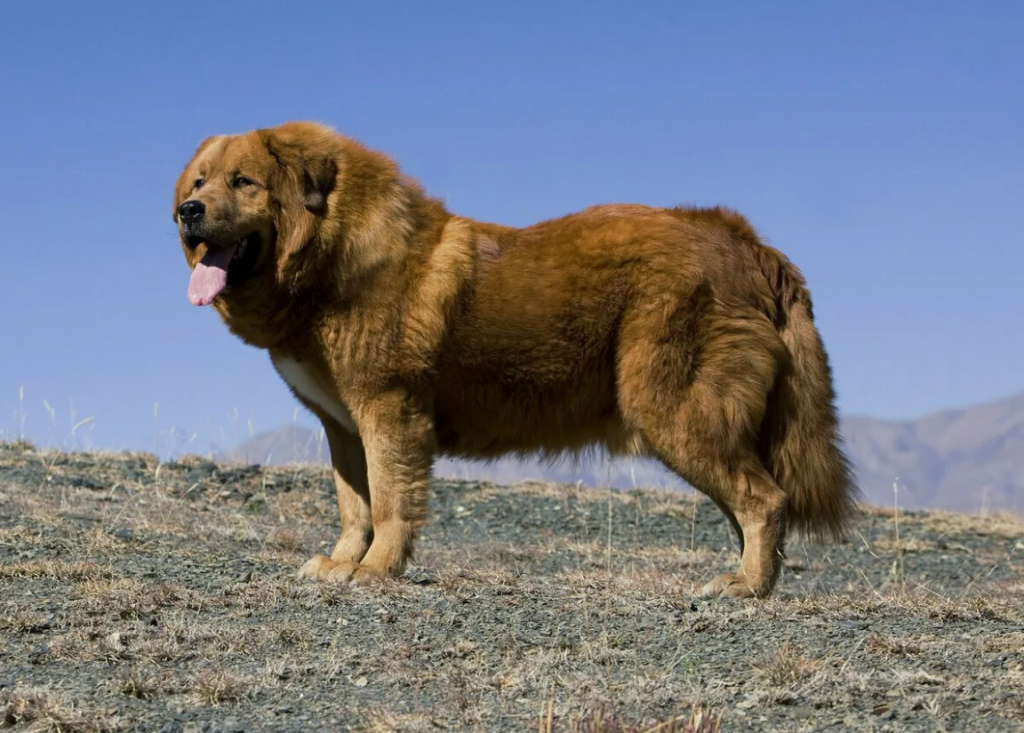 Тибетский волкодав - фото собаки