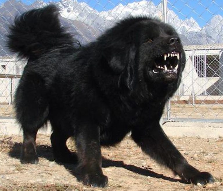 Тибетский волкодав фото