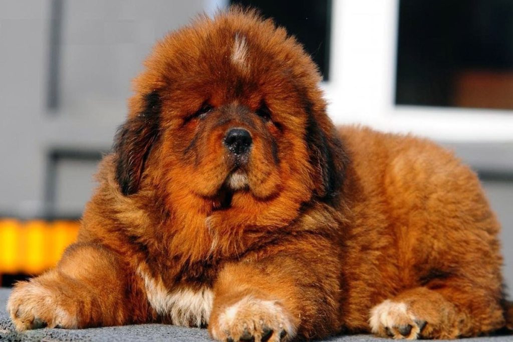 Тибетский мастиф - коричневый щенок