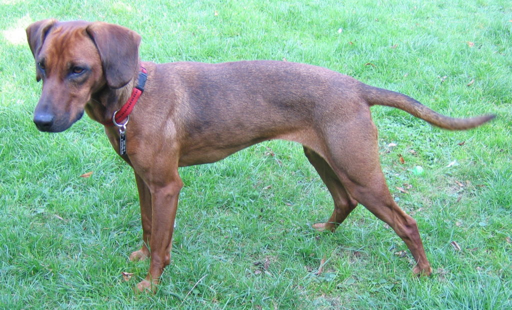 Тирольская гончая - порода собак