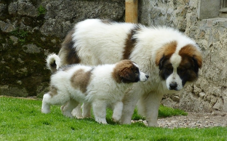 Собака породы Торньяк со своим щенком