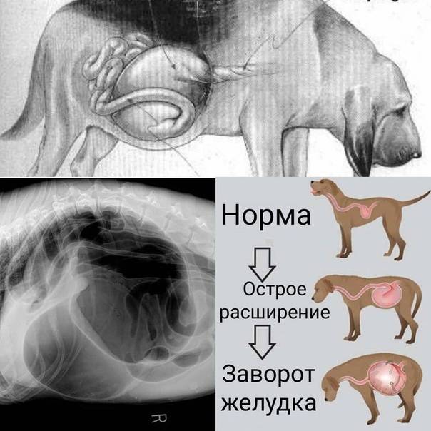 Заворот желудка у собак - симптомы и лечение