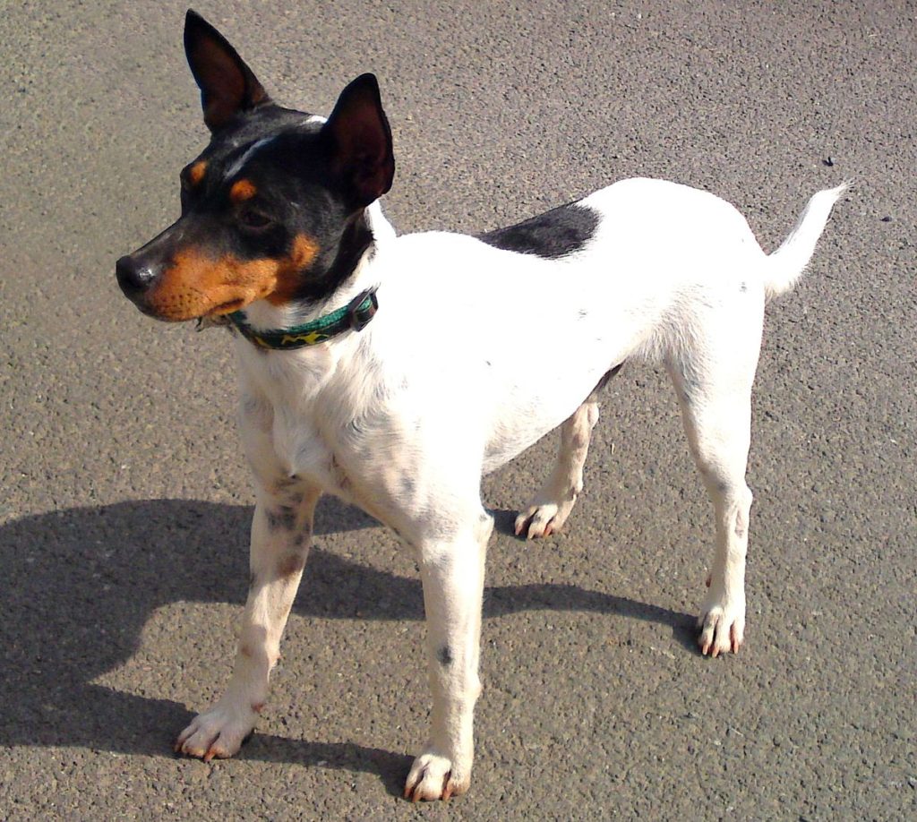 Андалузский ратонеро - порода собак