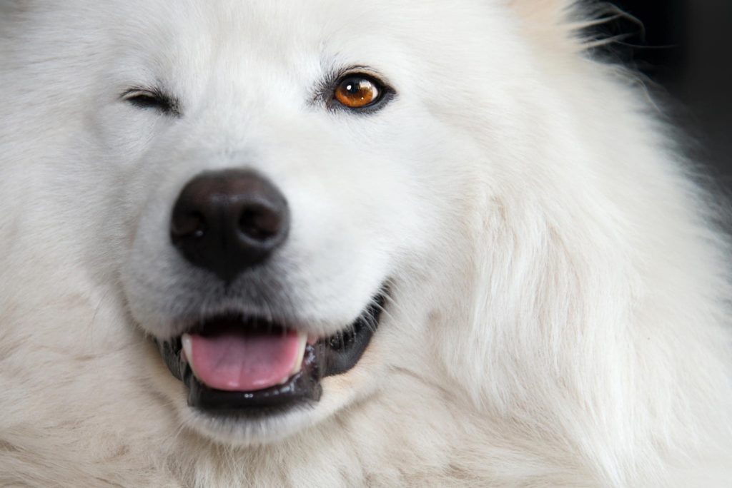 Белая собака фото