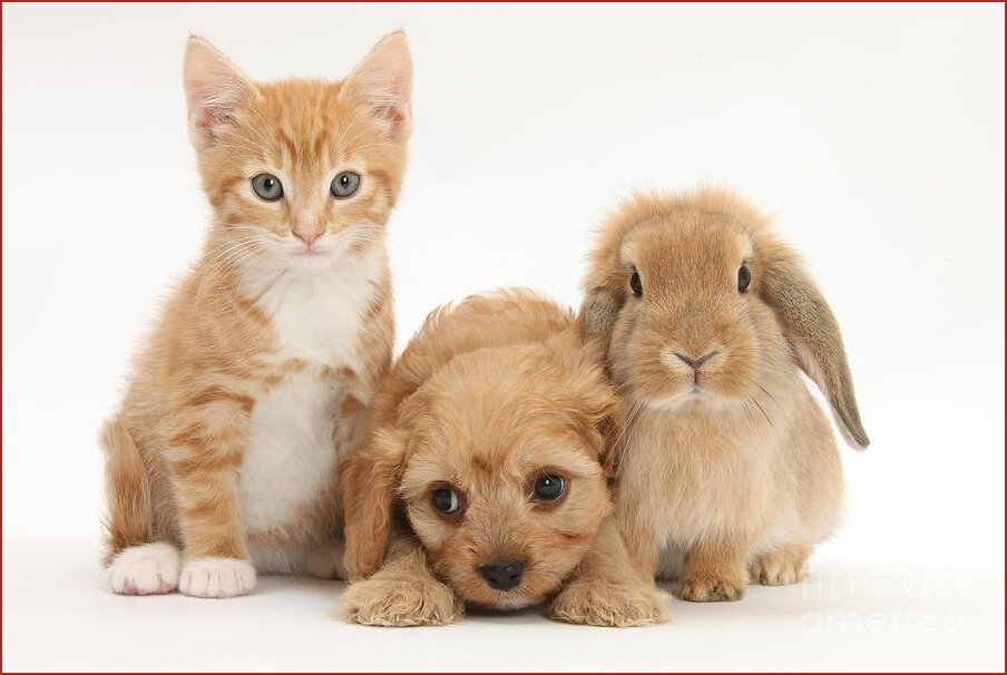 Кавапу с кошкой и кроликом