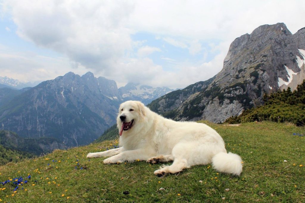 Пиренейская горная собака в горах