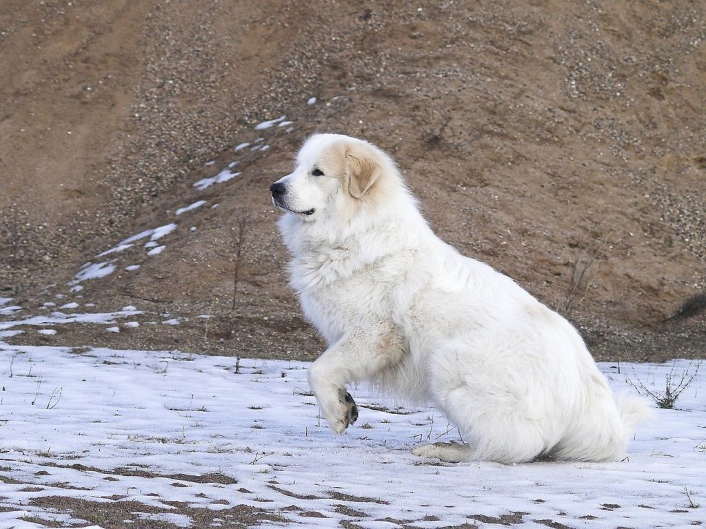 Пиренейская горная собака на снегу