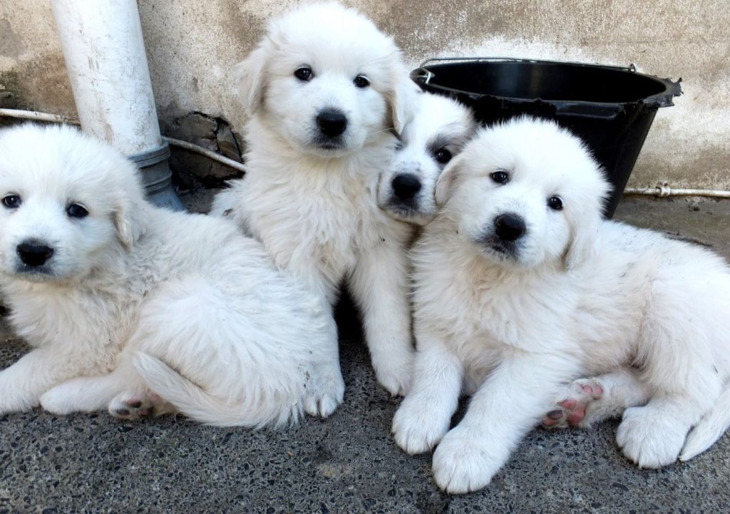 Пиренейская горная собака - щенки