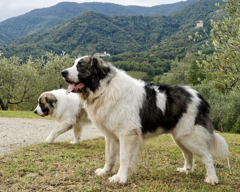 Пиренейский мастиф фото собак