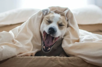 Почему собаки часто зевают?