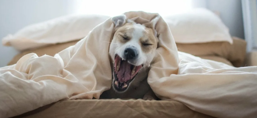 Почему собаки часто зевают?