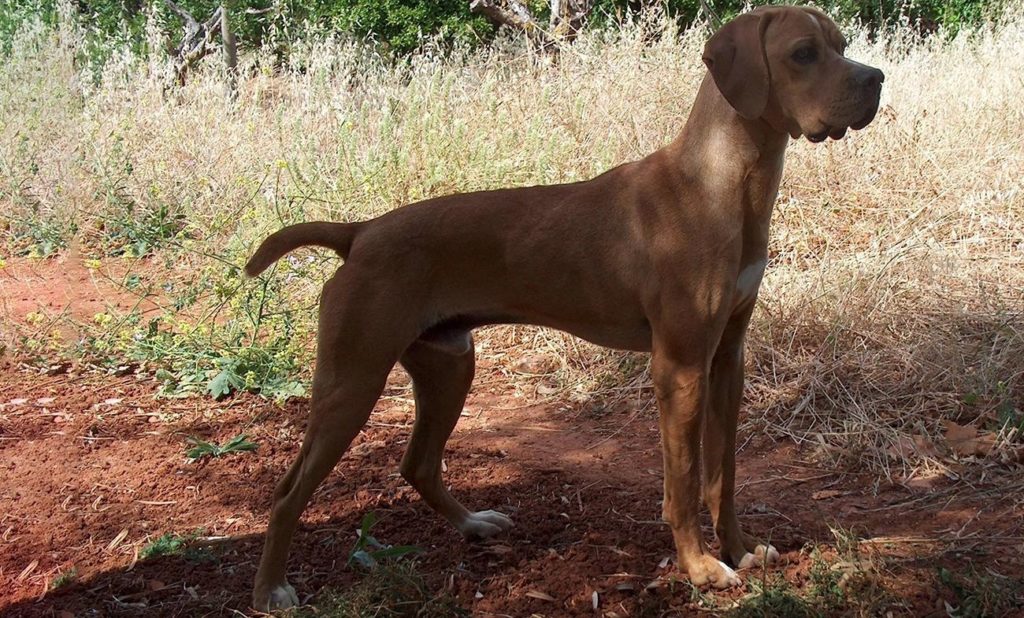 Португальский пойнтер - порода собак