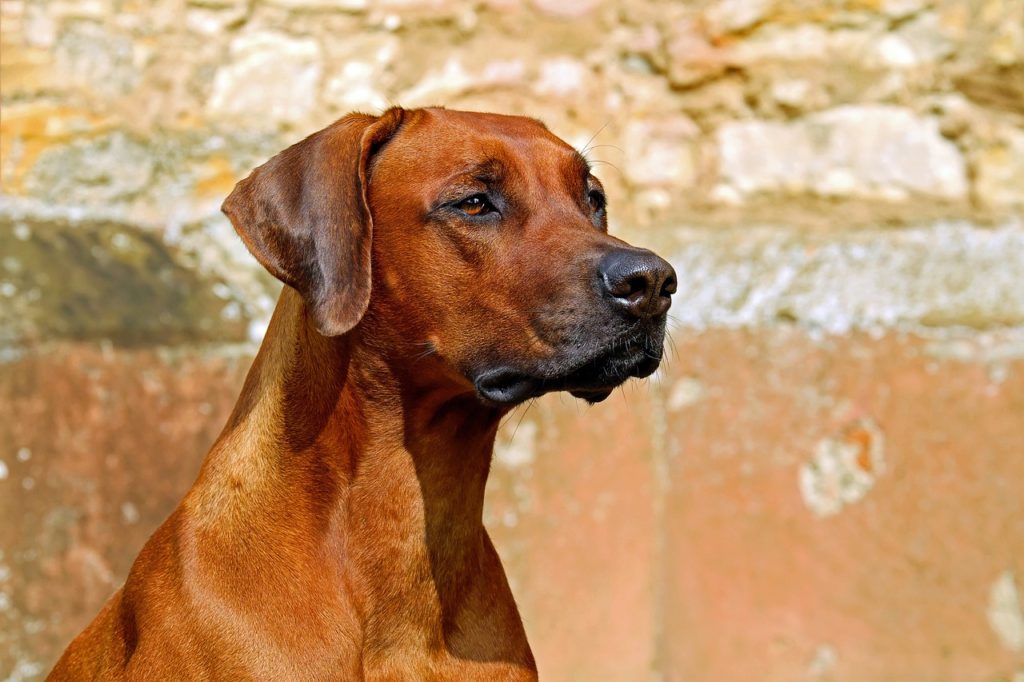 Родезийский риджбек - собака фото