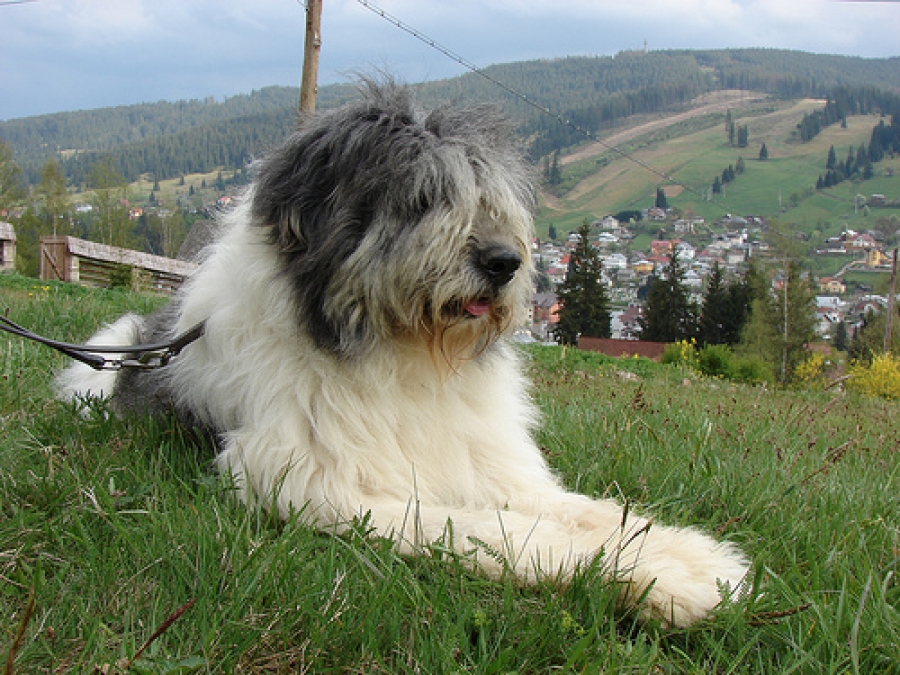 Румынская миоритская овчарка - стандарт породы