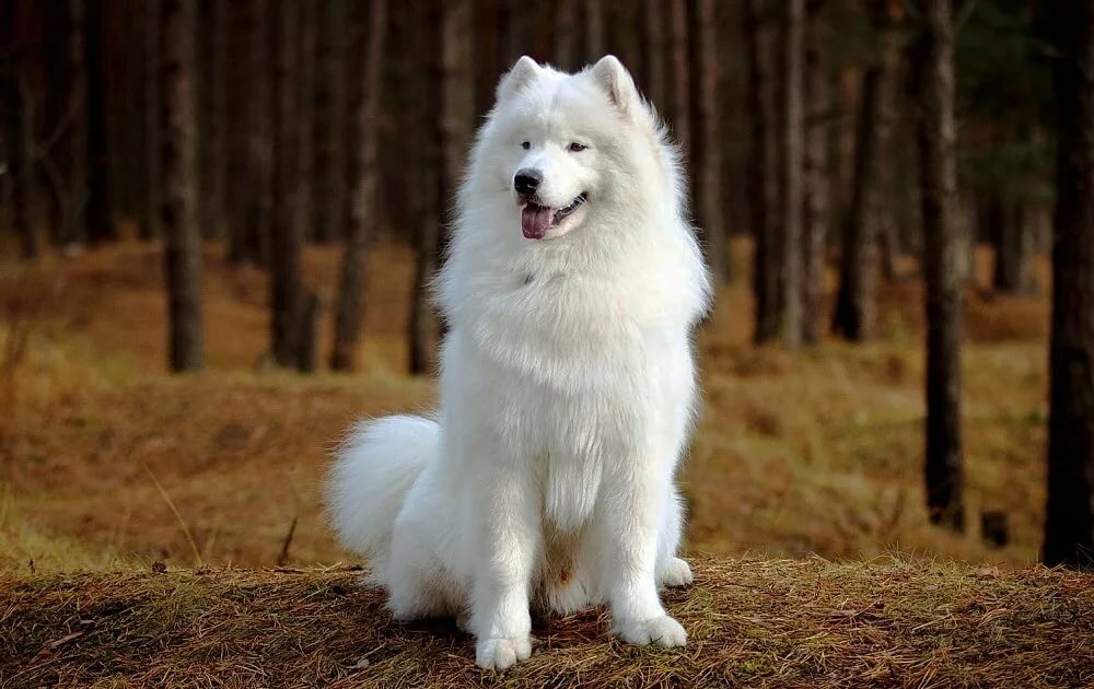 Самоедская собака сидит в лесу