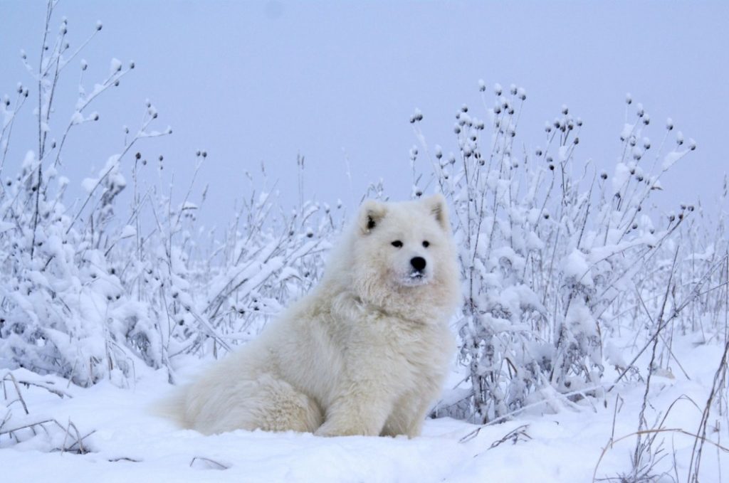 Самоедская собака зимой