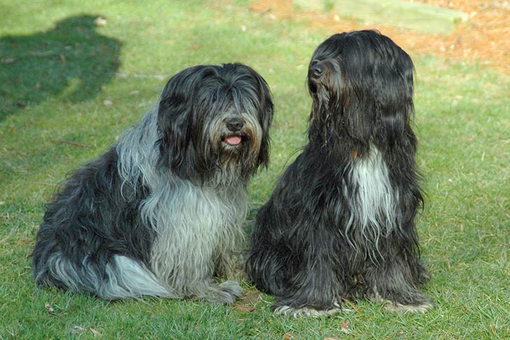 Шапендуа - порода собаки