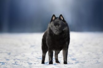 Шипперке фото собаки зимой