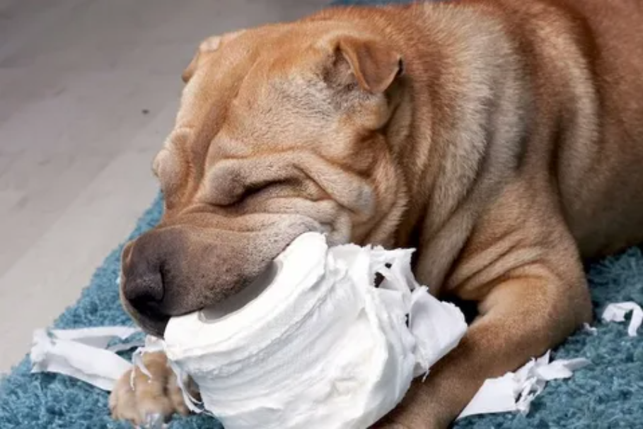 Собака ест туалетную бумагу