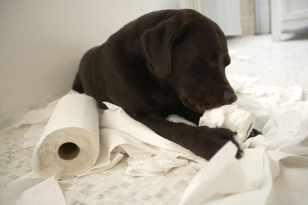 Собака ест бумагу