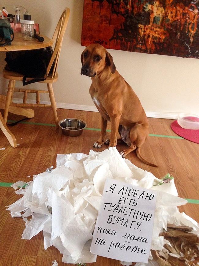 Собака ест бумагу - смешное фото