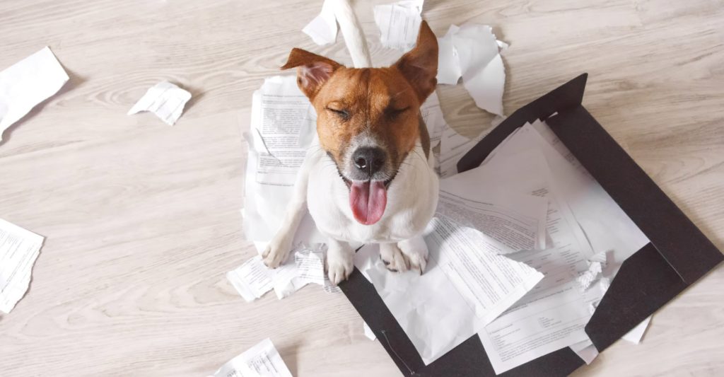 Собака ест бумагу