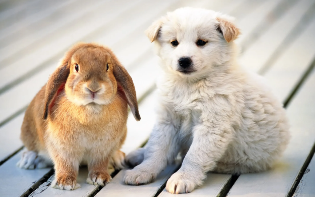 Щенок и кролик фото