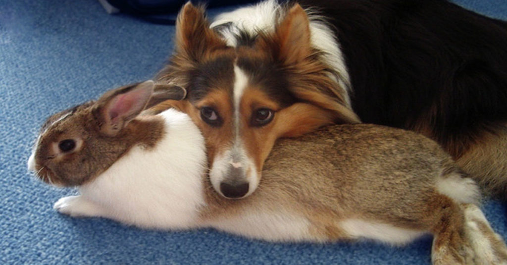 Собака и кролик