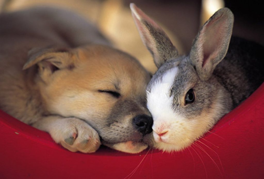 Собака и кролик фото