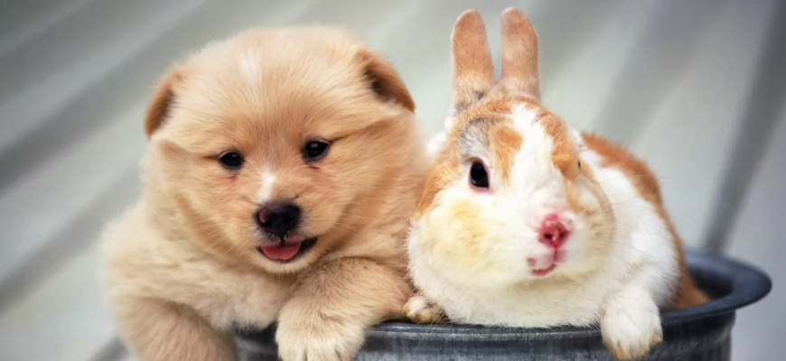 Почему собаки едят кроличьи какашки?