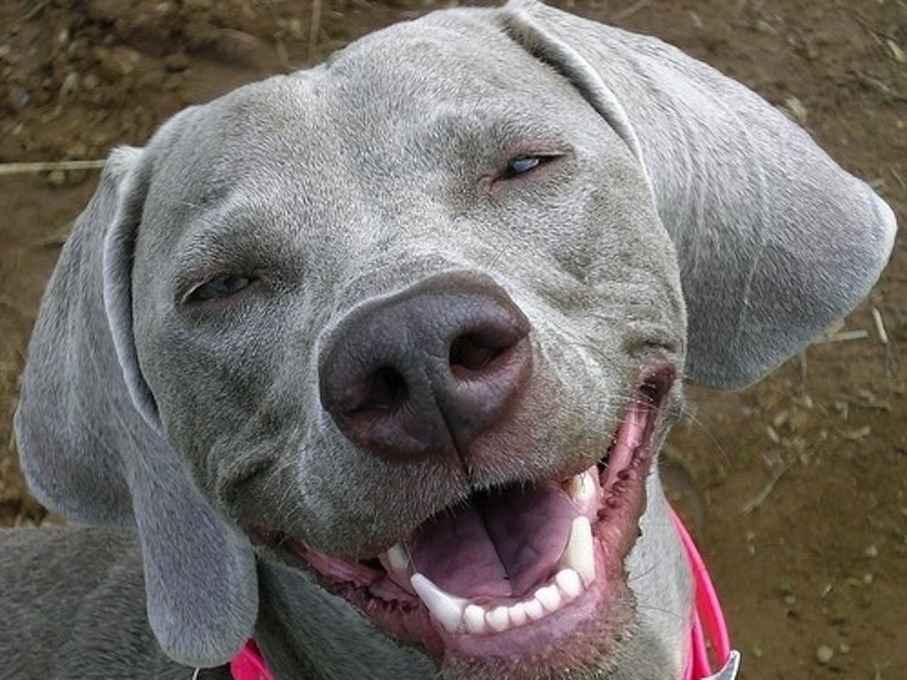 Собака улыбается на фото
