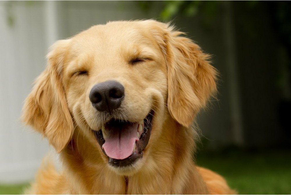 Собака улыбается фото