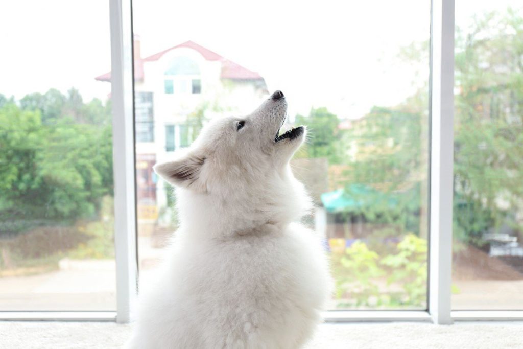Собака воет возле окна