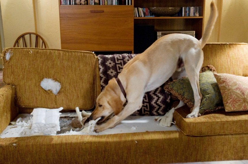 Собака грызет диван