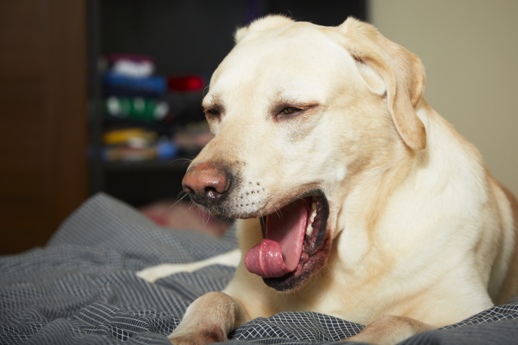 Собака зевает лежа на кровати