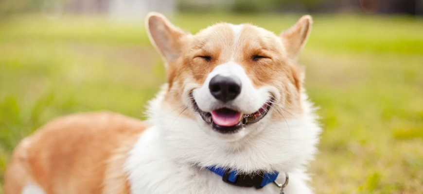 Умеют ли собаки улыбаться?