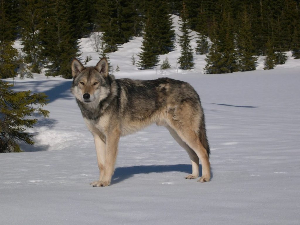 Волчья собака Сарлоса на снегу